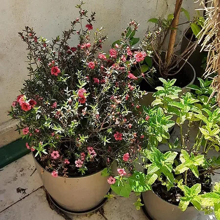Hidden Gem, Modern 2bedroom, Amazing Terrace-free Parking-your Away From Тирана