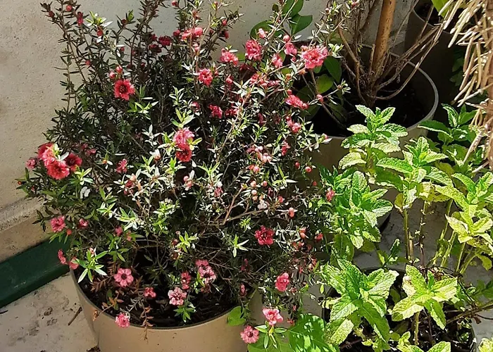 Hidden Gem, Modern 2bedroom, Amazing Terrace-free Parking-your Away From Тирана